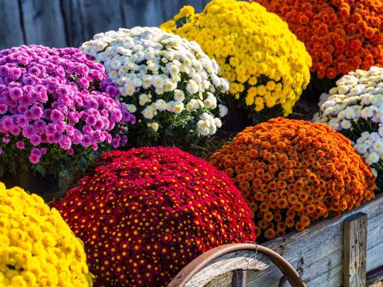 Lire la suite à propos de l’article 10 fleurs d’automne pour la décoration du porche