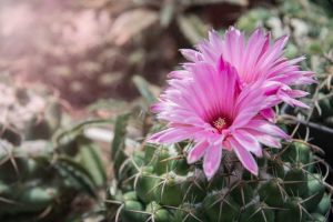 Lire la suite à propos de l’article Variétés de cactus Mammillaria: types courants de cactus Mammillaria