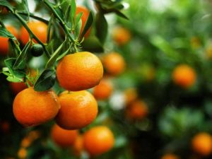 Lire la suite à propos de l’article Entretien des arbres à mandarines – Comment faire pousser des mandarines