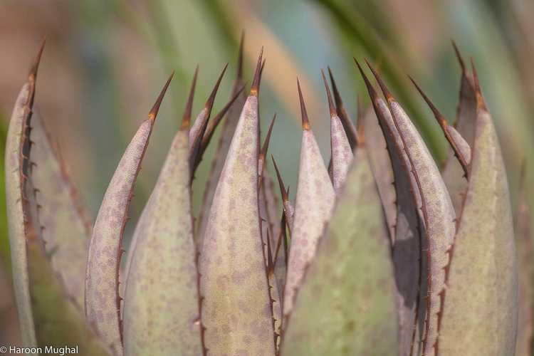 Lire la suite à propos de l’article Informations sur les plantes de mangave : Apprenez à cultiver des plantes de mangave