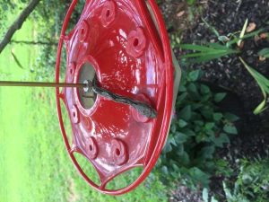 Lire la suite à propos de l’article Insectes sur les mangeoires Hummer : que faire contre les colibris nuisibles