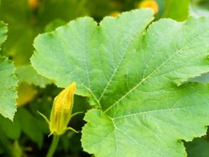 Lire la suite à propos de l’article Peut-on manger des feuilles de courge du jardin ?