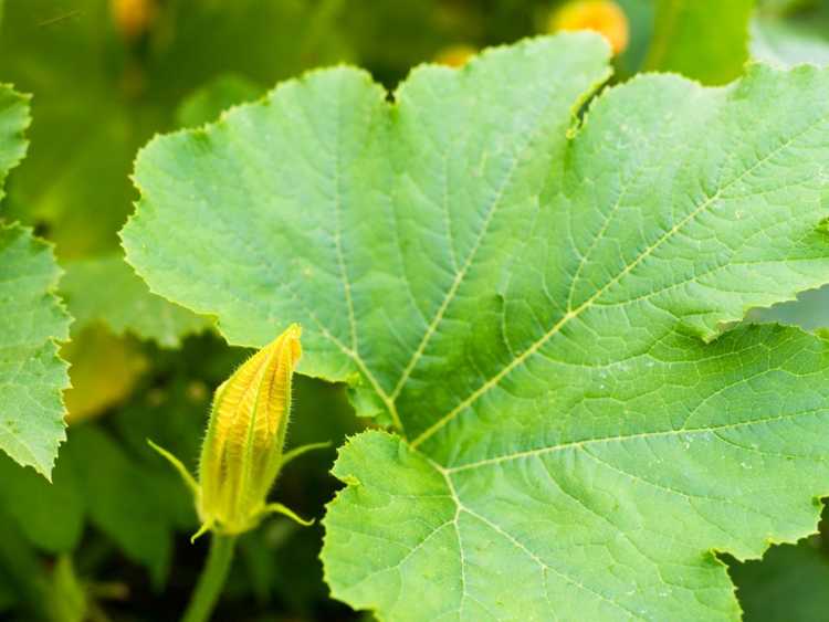 You are currently viewing Peut-on manger des feuilles de courge du jardin ?