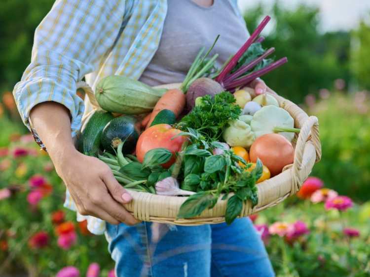 Lire la suite à propos de l’article Comment manger durablement pour un corps et une terre plus sains