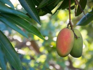 Lire la suite à propos de l’article Les pointes des feuilles de mangue sont brûlées – Quelles sont les causes des brûlures de la pointe de la mangue