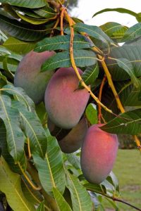 Lire la suite à propos de l’article Le manguier ne produit pas : comment obtenir des mangues