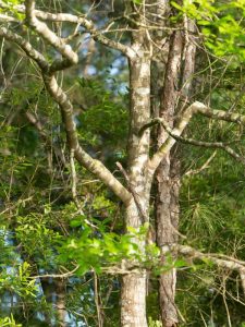 Lire la suite à propos de l’article Informations sur Swamp Tupelo : En savoir plus sur les arbres Swamp Tupelo dans les paysages