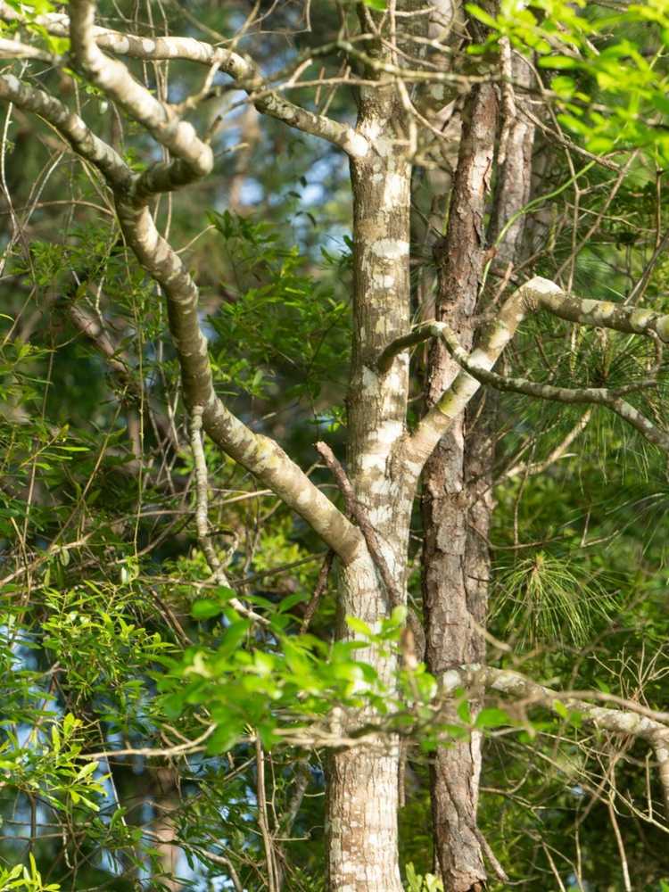 You are currently viewing Informations sur Swamp Tupelo : En savoir plus sur les arbres Swamp Tupelo dans les paysages