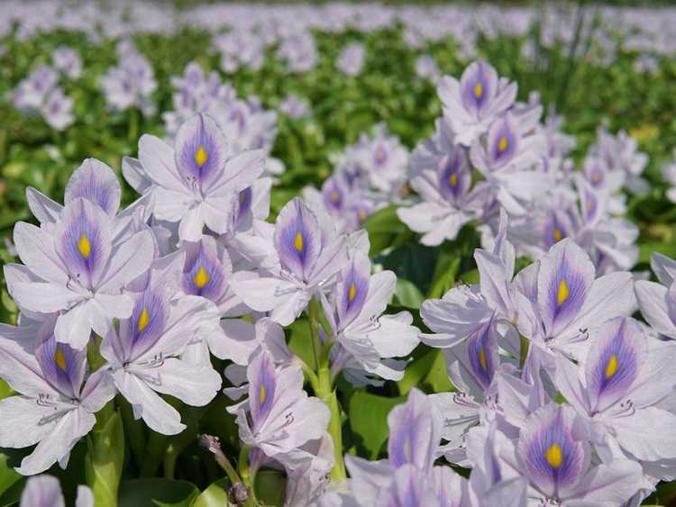 You are currently viewing Fleurs originaires des marais – En savoir plus sur les plantes des marais à fleurs