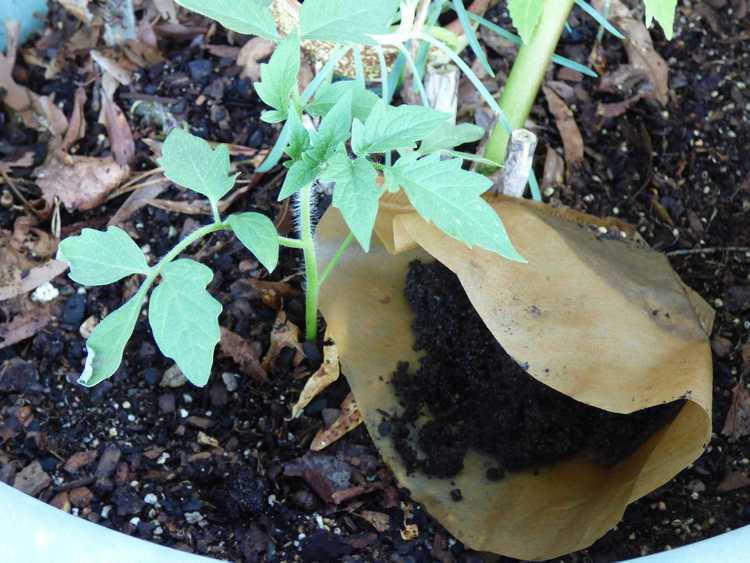 You are currently viewing Pouvez-vous cultiver des légumes dans le marc de café : utiliser le marc de café dans votre potager