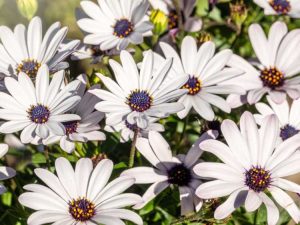 Lire la suite à propos de l’article Arctotis African Daisy – Conseils pour cultiver des marguerites Arctotis