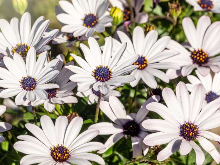 You are currently viewing Arctotis African Daisy – Conseils pour cultiver des marguerites Arctotis