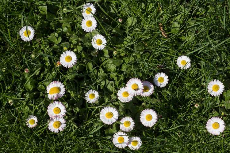 You are currently viewing Informations sur les marguerites anglaises : prendre soin des marguerites anglaises dans le jardin