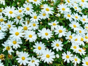 Lire la suite à propos de l’article La marguerite Shasta ne fleurit pas : raisons pour lesquelles les marguerites Shasta ne fleurissent pas