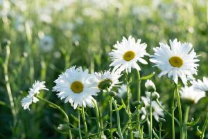 Lire la suite à propos de l’article Marguerites Shasta Deadheading – Comment faire des marguerites Deadhead