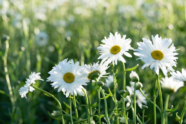 You are currently viewing Marguerites Shasta Deadheading – Comment faire des marguerites Deadhead