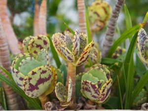 Lire la suite à propos de l’article Informations sur les plantes succulentes Marmorata – Que sont les plantes succulentes Marmorata