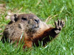 Lire la suite à propos de l’article Se débarrasser des marmottes – Dissuasifs et répulsifs pour marmottes