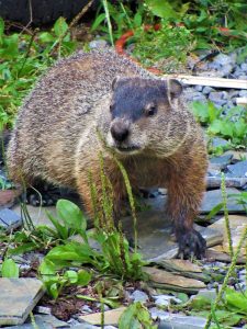 Lire la suite à propos de l’article Prédiction du jour de la marmotte – Planification de votre jardin printanier