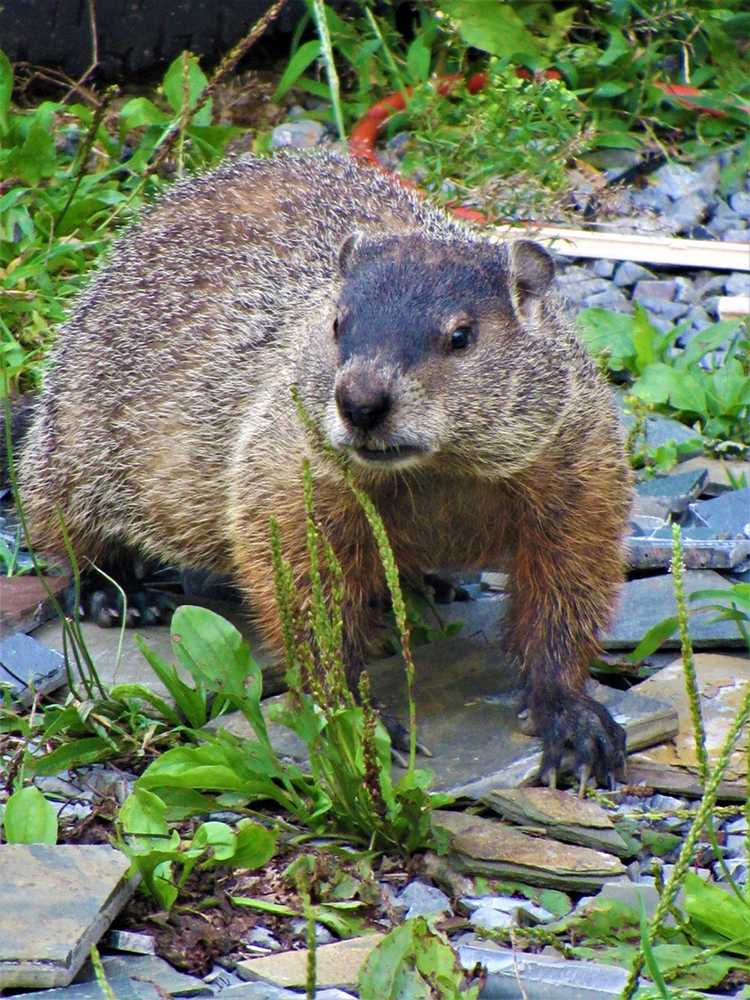 You are currently viewing Prédiction du jour de la marmotte – Planification de votre jardin printanier