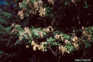 Lire la suite à propos de l’article Signalement dans les arbres – Quelles sont les causes du marquage des branches d'arbres