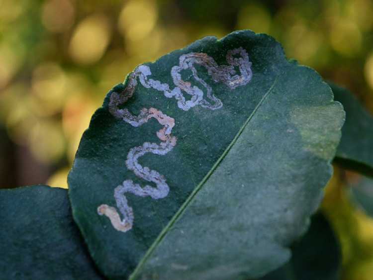 You are currently viewing Comment débarrasser les plantes des mineuses des feuilles