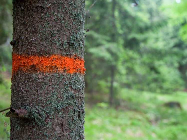 You are currently viewing Code couleur du marquage des arbres – Que signifient les marques sur les arbres ?