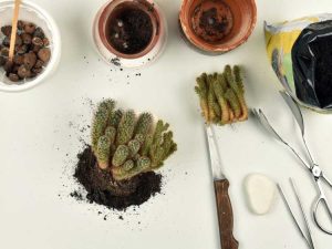 Lire la suite à propos de l’article Informations sur le rempotage des cactus : Quand et comment dois-je rempoter mon cactus