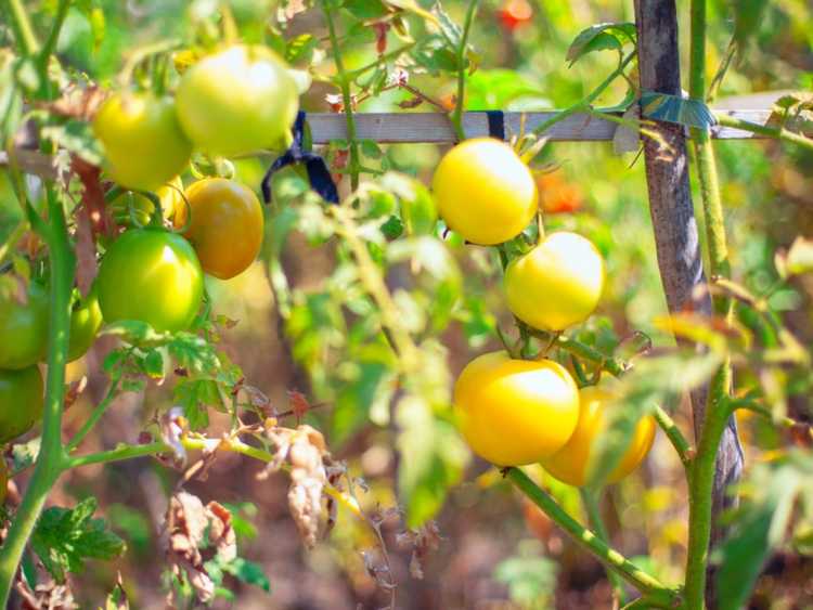 You are currently viewing Maturation des plants de tomates : pouvez-vous ralentir la maturation des tomates ?