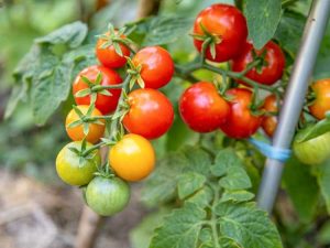 Lire la suite à propos de l’article Les tomates mûries sur vigne sont-elles vraiment meilleures ?