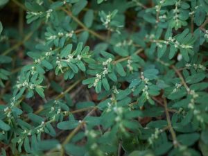 Lire la suite à propos de l’article Conseils pour le contrôle de l’euphorbe ponctuée