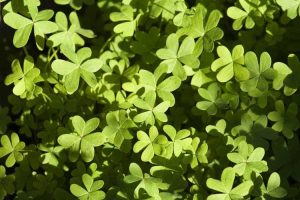 Lire la suite à propos de l’article Gestion des mauvaises herbes Oxalis : Comment se débarrasser des mauvaises herbes Oxalis dans la pelouse