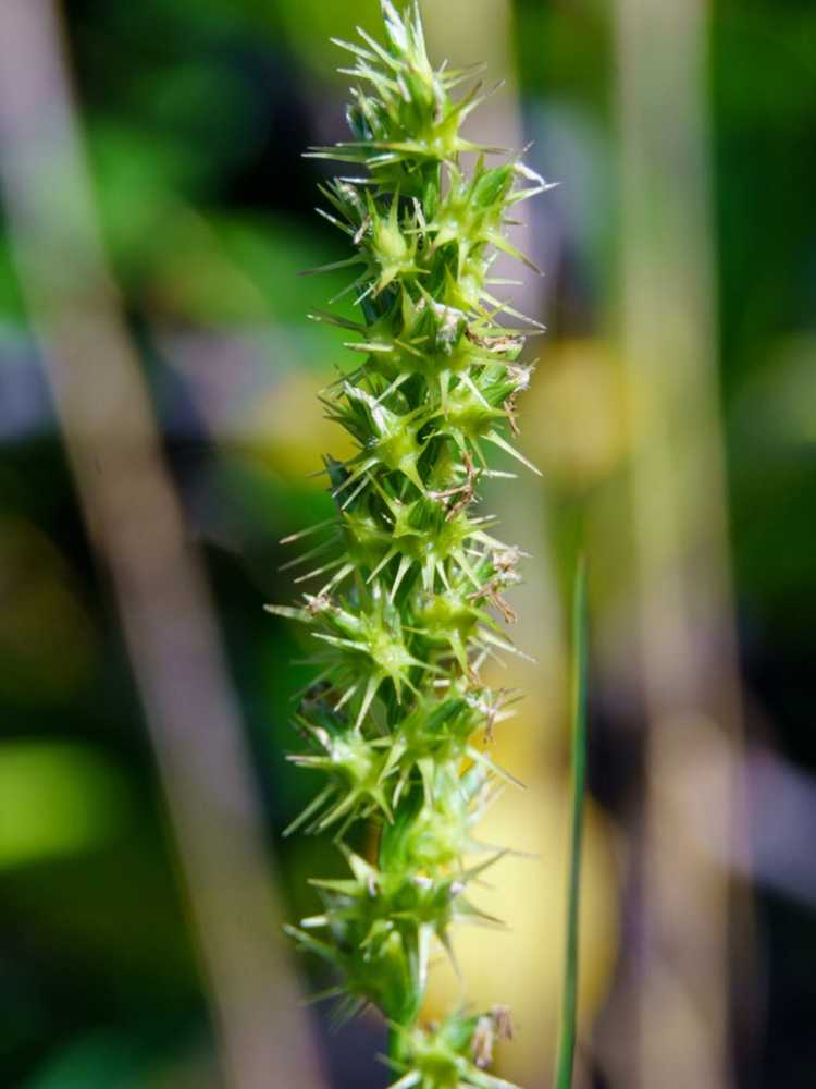 Lire la suite à propos de l’article Contrôle des mauvaises herbes Sandbur – Produits chimiques pour Sandburs dans le paysage