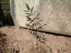 Lire la suite à propos de l’article Contrôle des herbes puantes – Comment se débarrasser des mauvaises herbes des herbes puantes