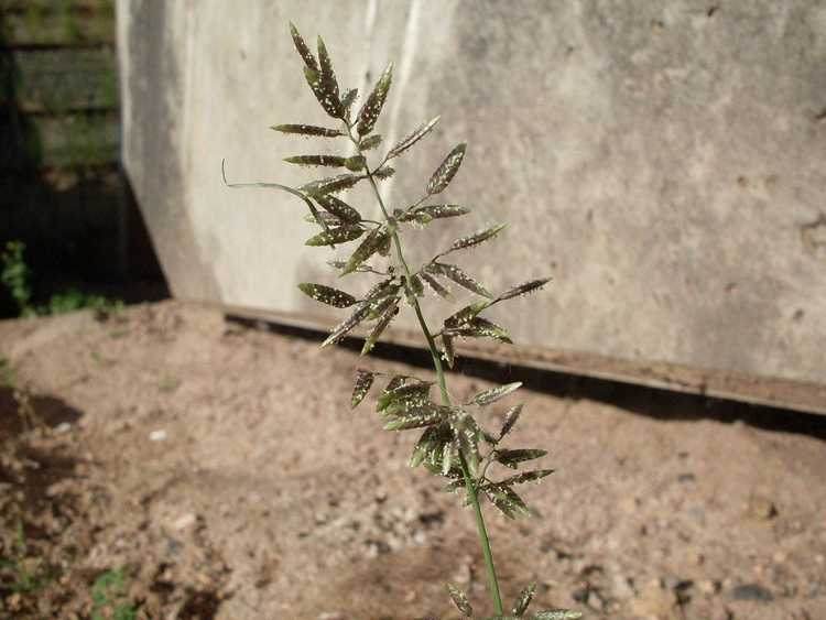 Lire la suite à propos de l’article Contrôle des herbes puantes – Comment se débarrasser des mauvaises herbes des herbes puantes