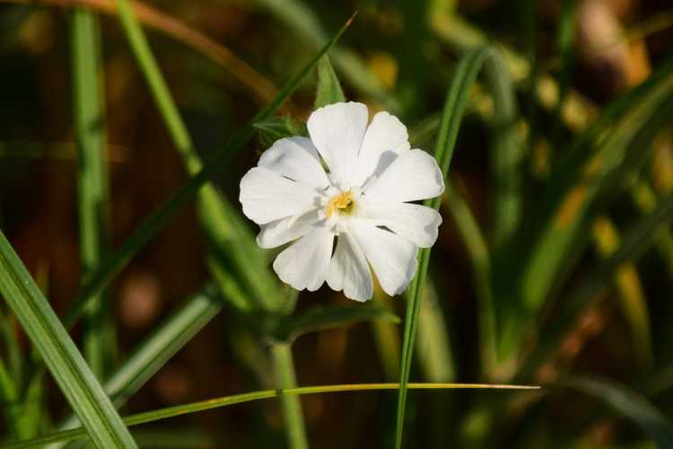 You are currently viewing Qu'est-ce que le silène blanc : comment contrôler les mauvaises herbes du silène blanc