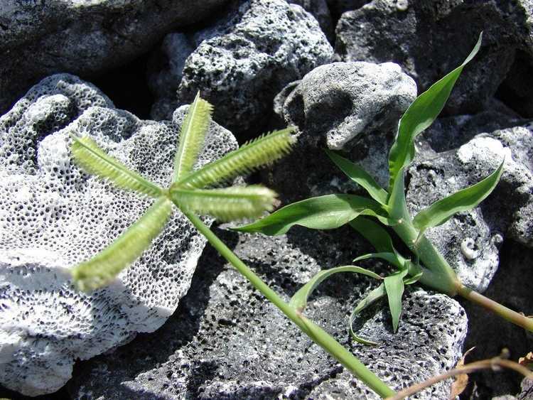 You are currently viewing Contrôle de l'herbe à pied-de-biche : comment se débarrasser de l'herbe à pied-de-biche