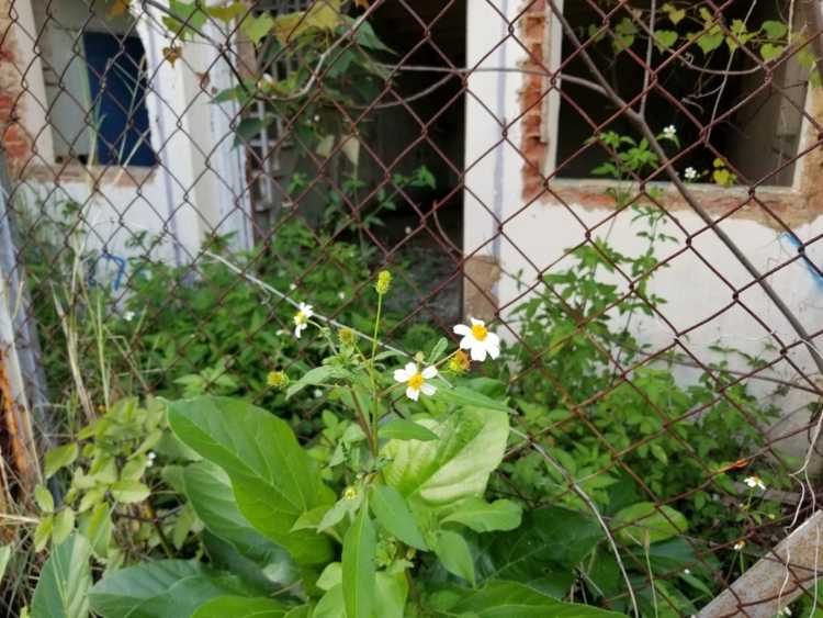 Lire la suite à propos de l’article Contrôle des aiguilles espagnoles : conseils pour gérer les mauvaises herbes des aiguilles espagnoles