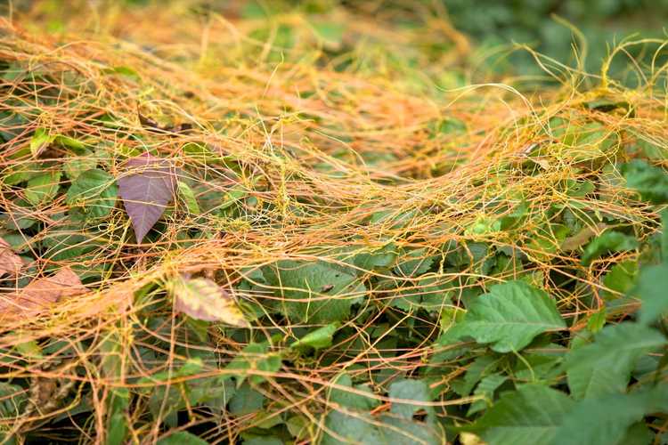 You are currently viewing Contrôle des mauvaises herbes de la cuscute : comment se débarrasser des plantes de cuscute