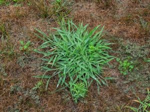 Lire la suite à propos de l’article Mauvaises herbes à feuilles larges – En savoir plus sur le contrôle de Signalgrass