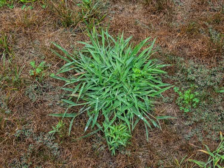 You are currently viewing Mauvaises herbes à feuilles larges – En savoir plus sur le contrôle de Signalgrass