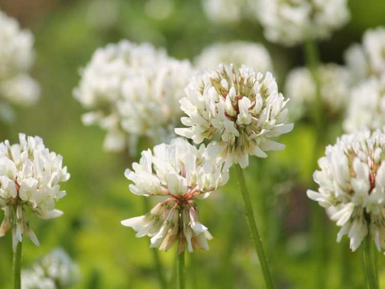 You are currently viewing Identifiez les mauvaises herbes communes à fleurs blanches