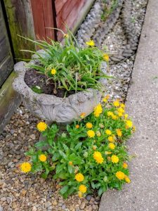 Lire la suite à propos de l’article Mauvaises herbes dans des conteneurs : comment arrêter les mauvaises herbes des planteurs