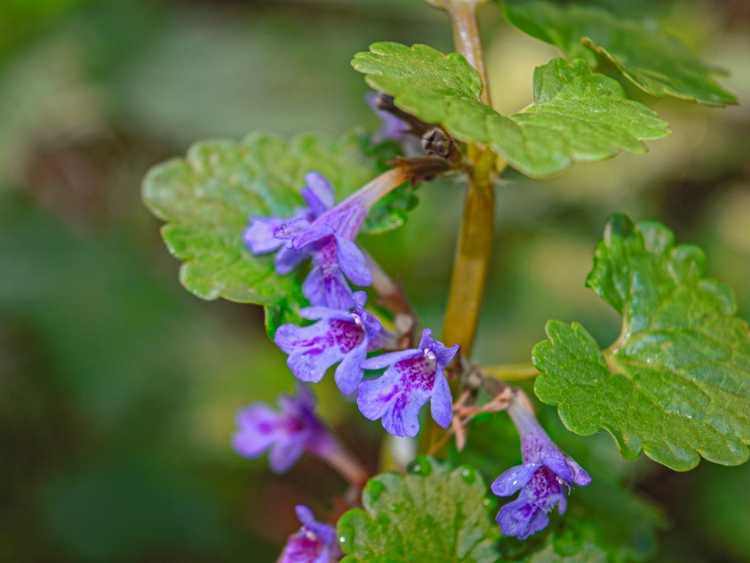 You are currently viewing Types courants de mauvaises herbes à fleurs violettes