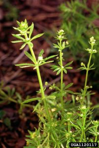 Lire la suite à propos de l’article Contrôle des mauvaises herbes à groseille : traitement et contrôle de la groseille à poule dans les pelouses