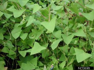 Lire la suite à propos de l’article Qu'est-ce que Mile-A-Minute Weed – Contrôler les mauvaises herbes Mile-A-Minute dans le paysage