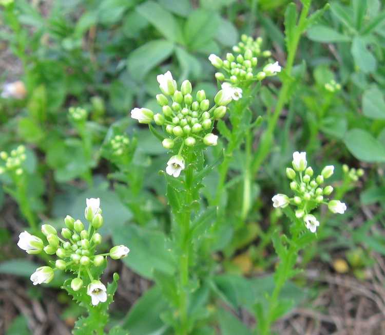 Lire la suite à propos de l’article Pennycress Weed Control – Conseils sur la gestion de Pennycress