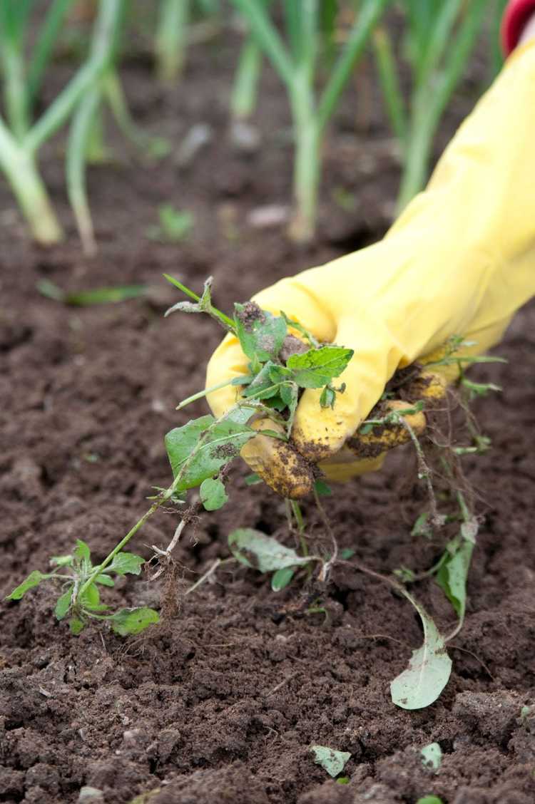 You are currently viewing Désherbage du potager pour un jardin : un guide étape par étape pour le désherbage