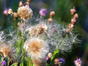 Lire la suite à propos de l’article Ces mauvaises herbes qui se propagent par graines peuvent germer après des années