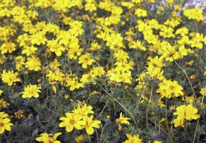 Lire la suite à propos de l’article Contrôle des Beggarticks : Comment se débarrasser des mauvaises herbes Beggarticks